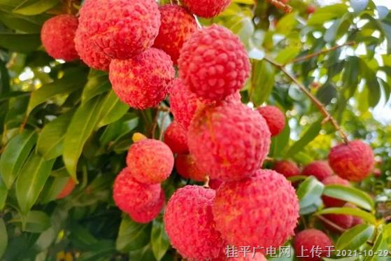 桂平市麻垌鎮(zhèn)鷓鴣村（荔枝）入選全國第十一批“一村一品”示范村鎮(zhèn)名單