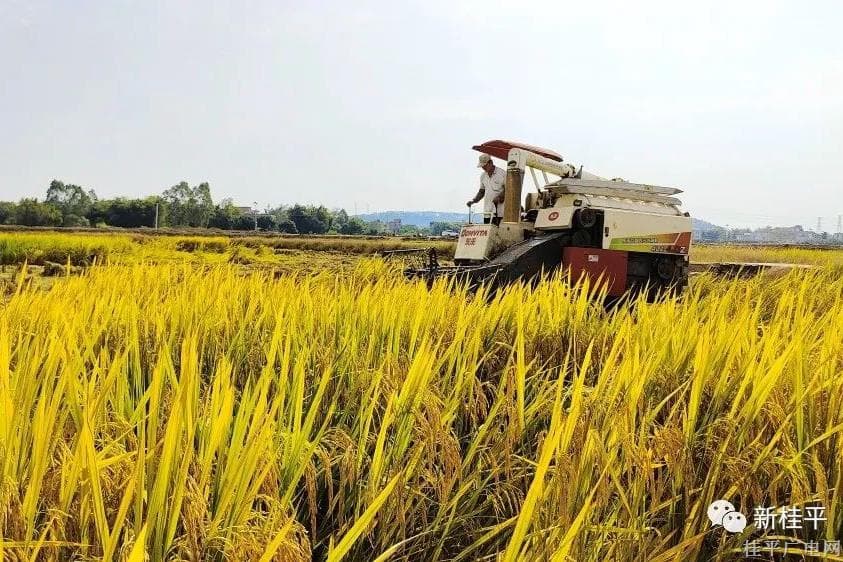 桂平：機械化收割助力農(nóng)忙秋收
