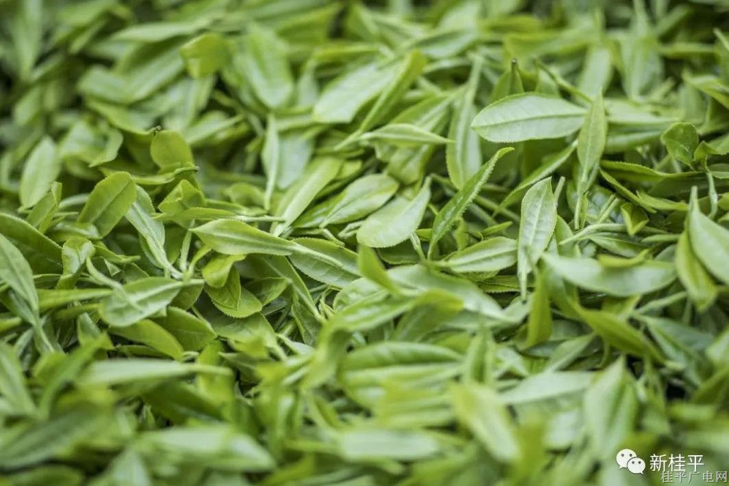 桂平油麻：扶貧結(jié)碩果 春來采茶忙