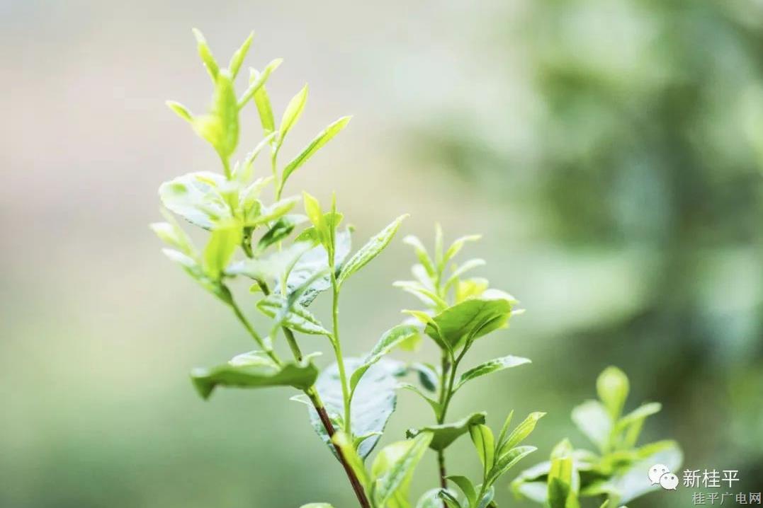 故鄉(xiāng)茶味濃 品質(zhì)西山茶