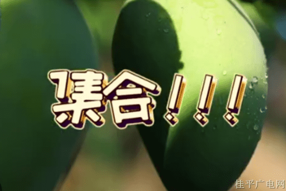 走進老區(qū)看新貌丨芒果很“忙” 看一個芒果的星路歷程