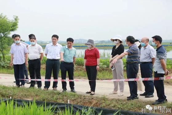 貴港市人大常委會(huì)調(diào)研組到桂平市開展推進(jìn)稻蝦綜合種養(yǎng)工作情況調(diào)研