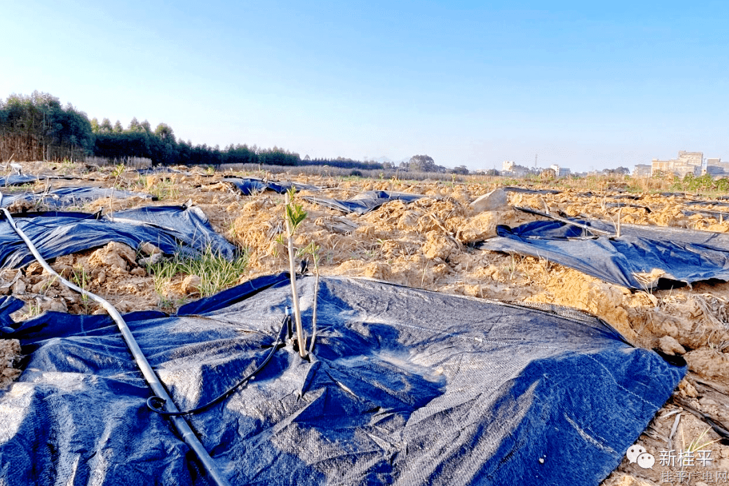 白沙鎮(zhèn)50畝佛手柑基地種植項(xiàng)目全面開(kāi)工,！