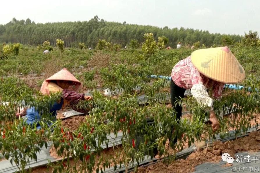 桂平白沙：火紅辣椒迎豐收 農民增收笑開顏