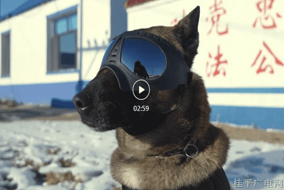 最佳人氣3.《汪汪隊立大功！功勛犬“黑豹”來啦,！》