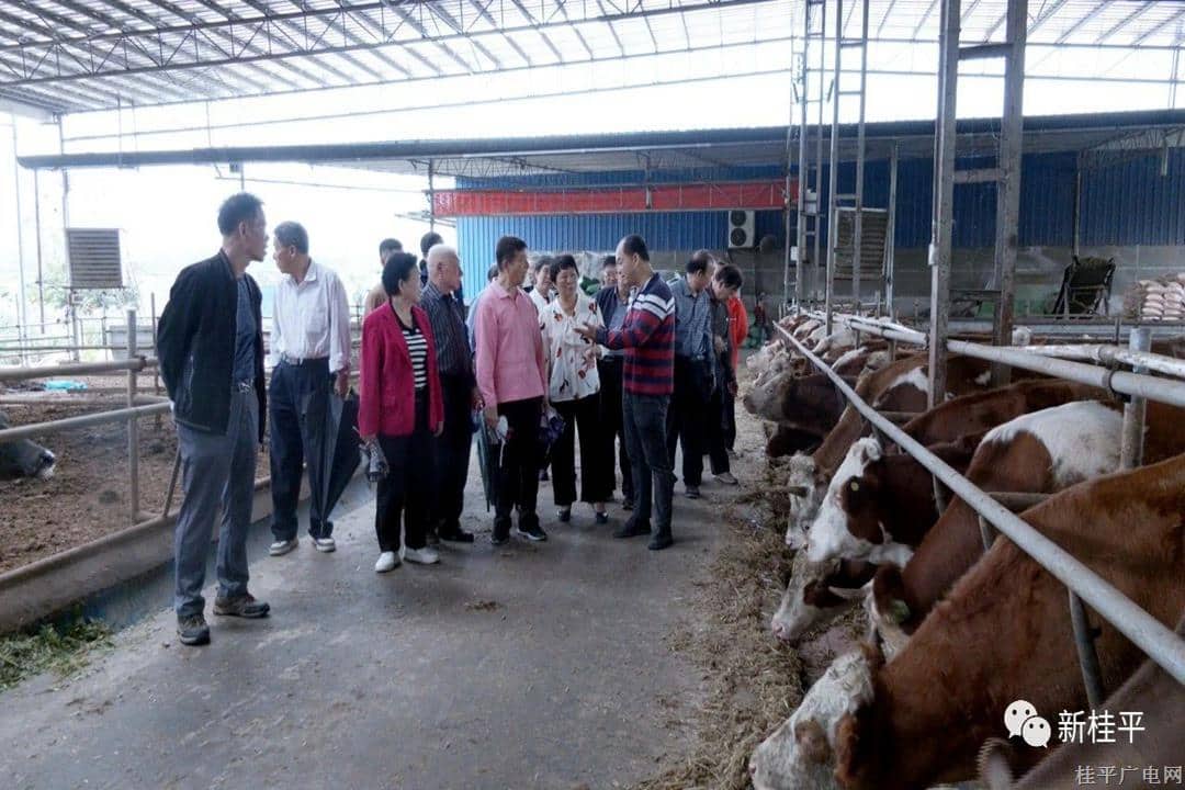 桂平市開展2023年老干部代表參觀考察我市項(xiàng)目建設(shè)活動