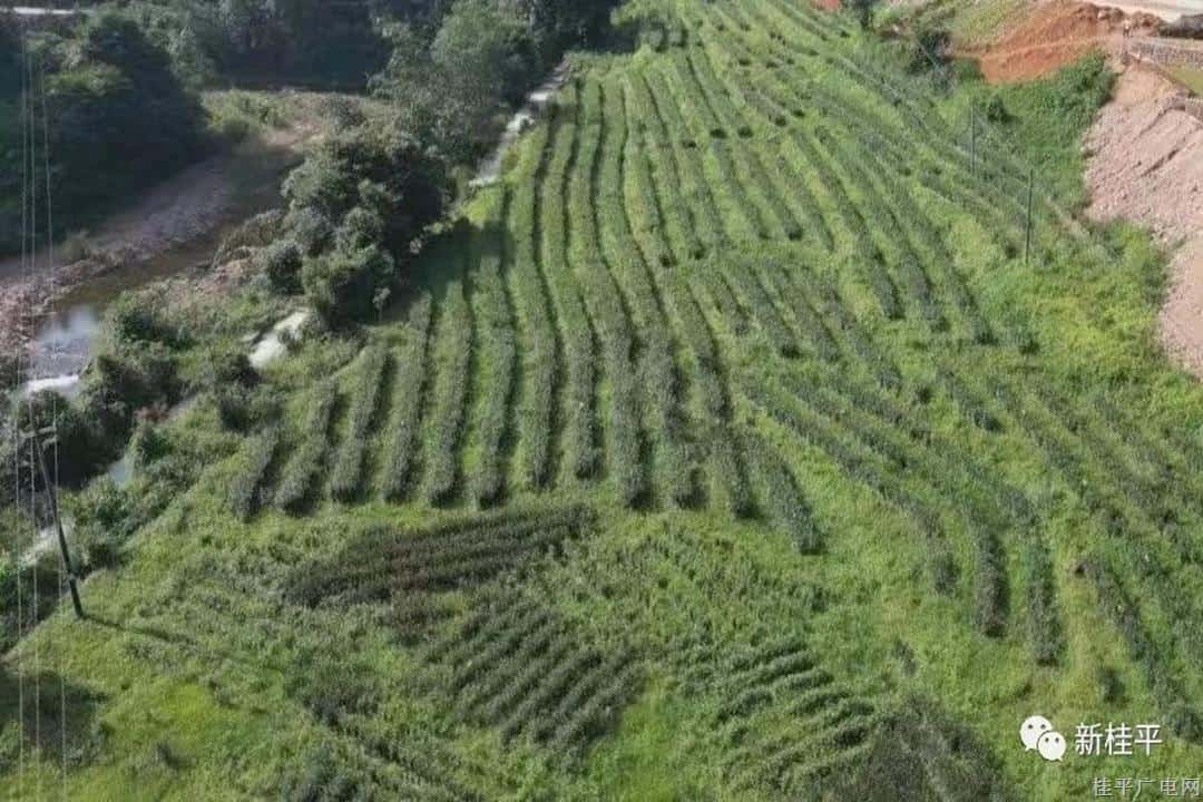 桂平：茶葉變“茶業(yè)” 茶香飄滿振興路