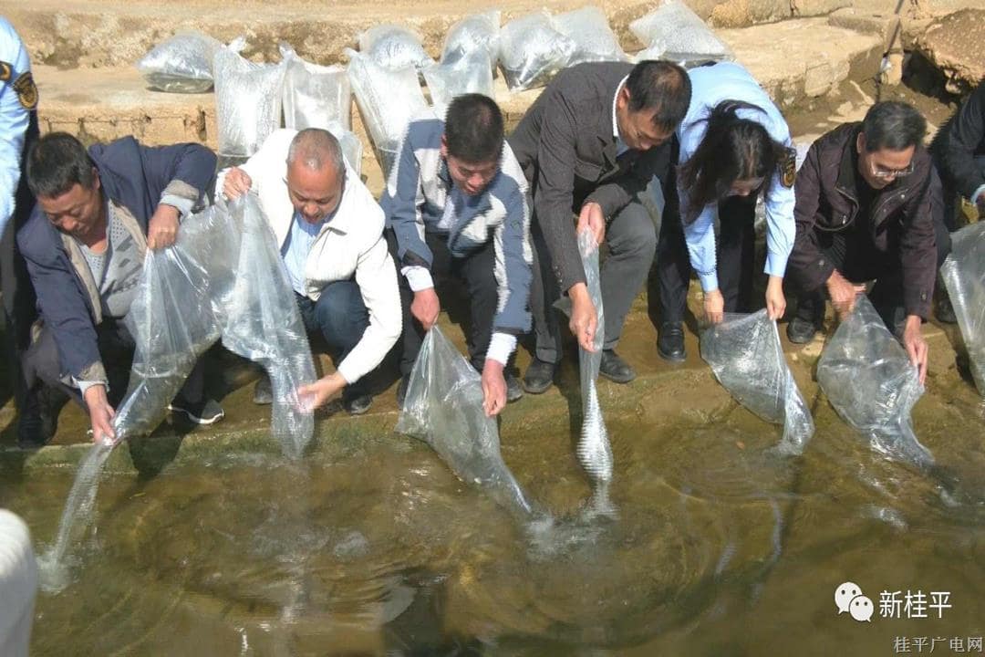 桂平郁江水域人工增殖放流175萬多尾魚苗
