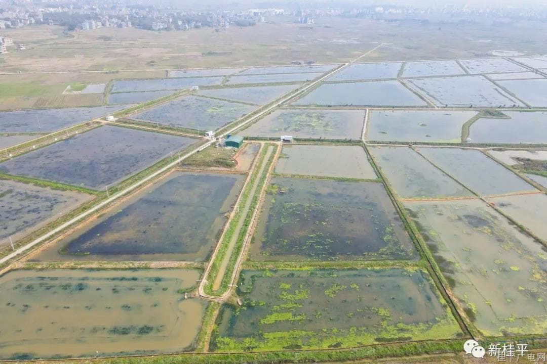 桂平：生態(tài)小龍蝦錯峰養(yǎng)殖 助力鄉(xiāng)村振興