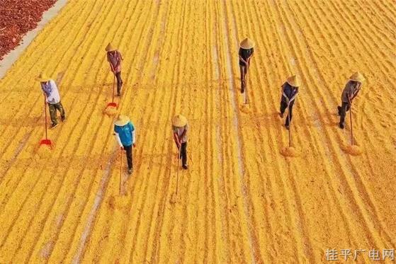 嚴(yán)控“非糧化”,，農(nóng)民怎么種地,？政府怎么用地管地？