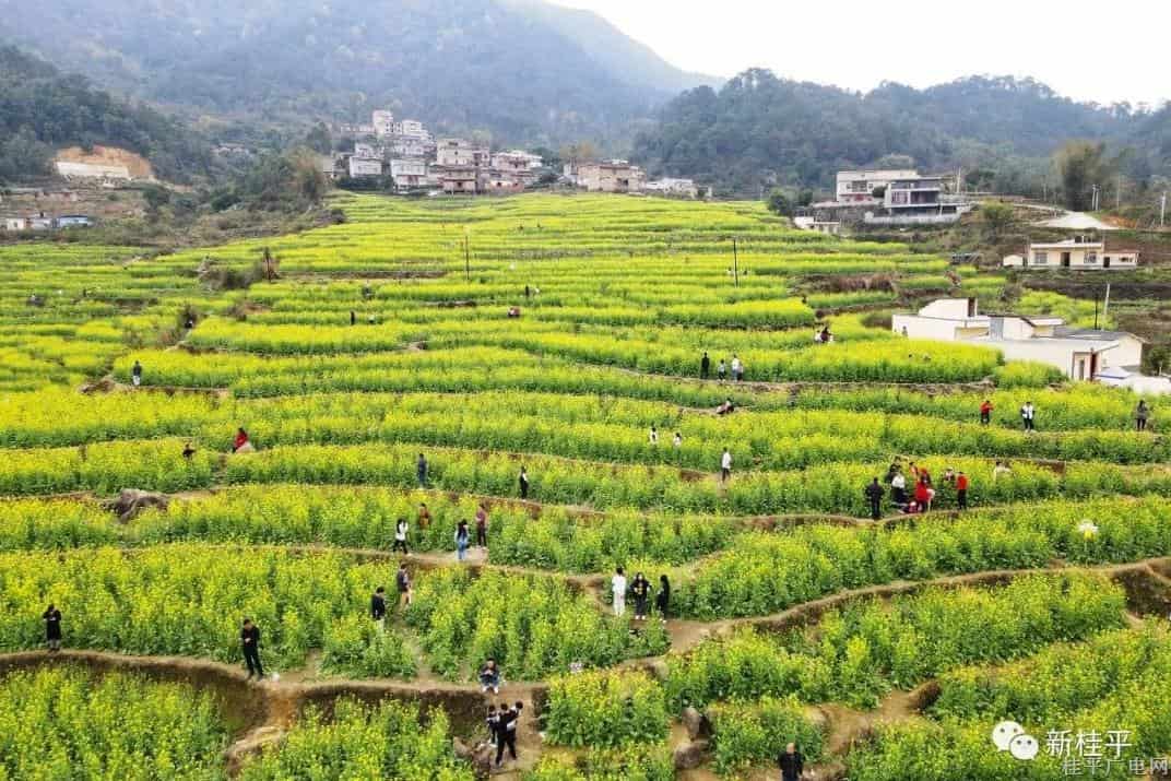 財(cái)政助力佛荔村以花興旅 “賞花經(jīng)濟(jì)”推動(dòng)鄉(xiāng)村振興