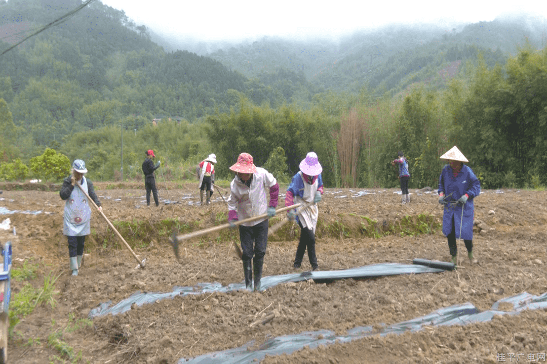 西山鎮(zhèn)上垌村：搶抓農(nóng)時(shí)忙春耕 木瓜產(chǎn)業(yè)促振興