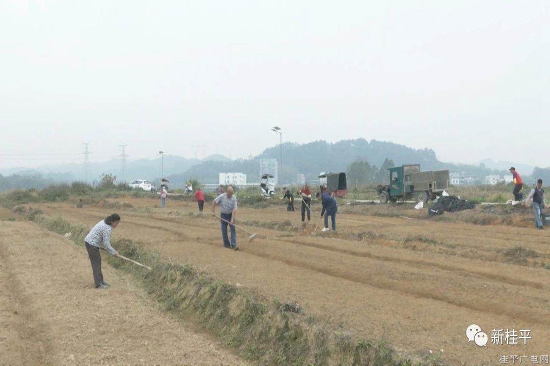 石咀鎮(zhèn)欖沙村：發(fā)展村集體經(jīng)濟(jì) 撂荒地種上“新希望”