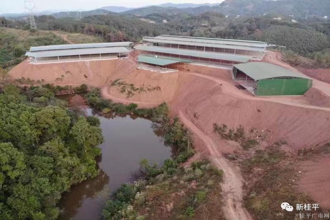 油麻鎮(zhèn):肉牛養(yǎng)殖基地一期工程竣工