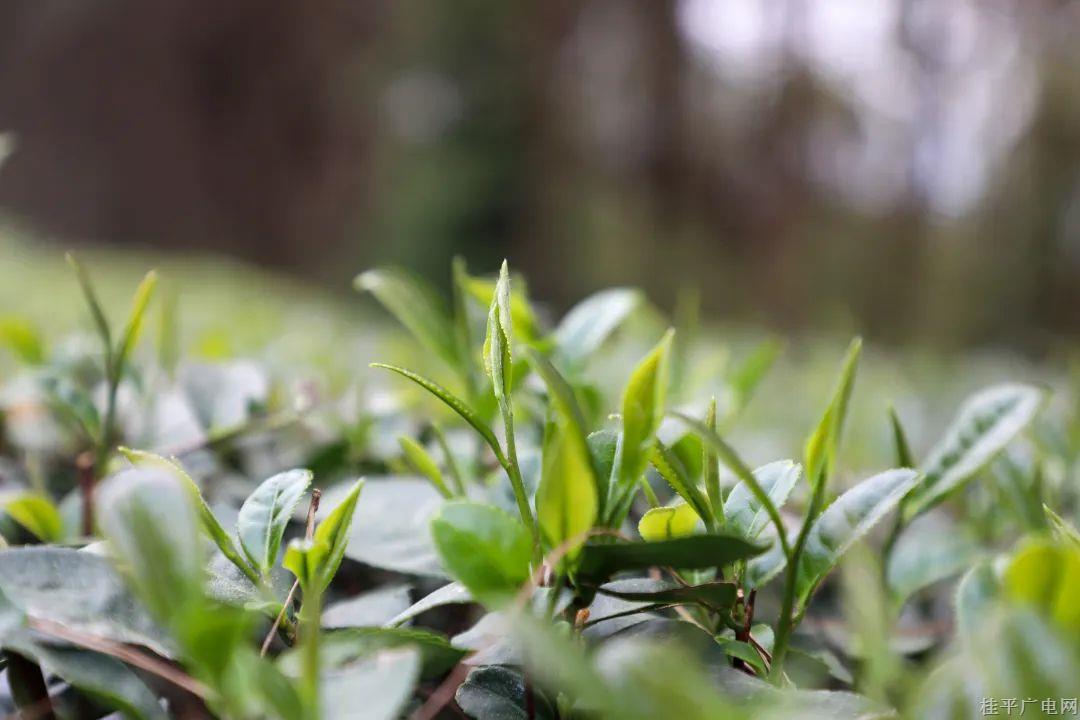 茶香四溢,，桂平西山茶上市啦,！