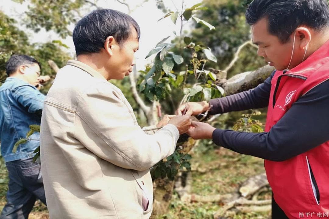 3月16日,，木根鎮(zhèn)農(nóng)業(yè)農(nóng)村中心主任陳新全（右一）在秀南村開展荔枝高接換種志愿活動.jpg