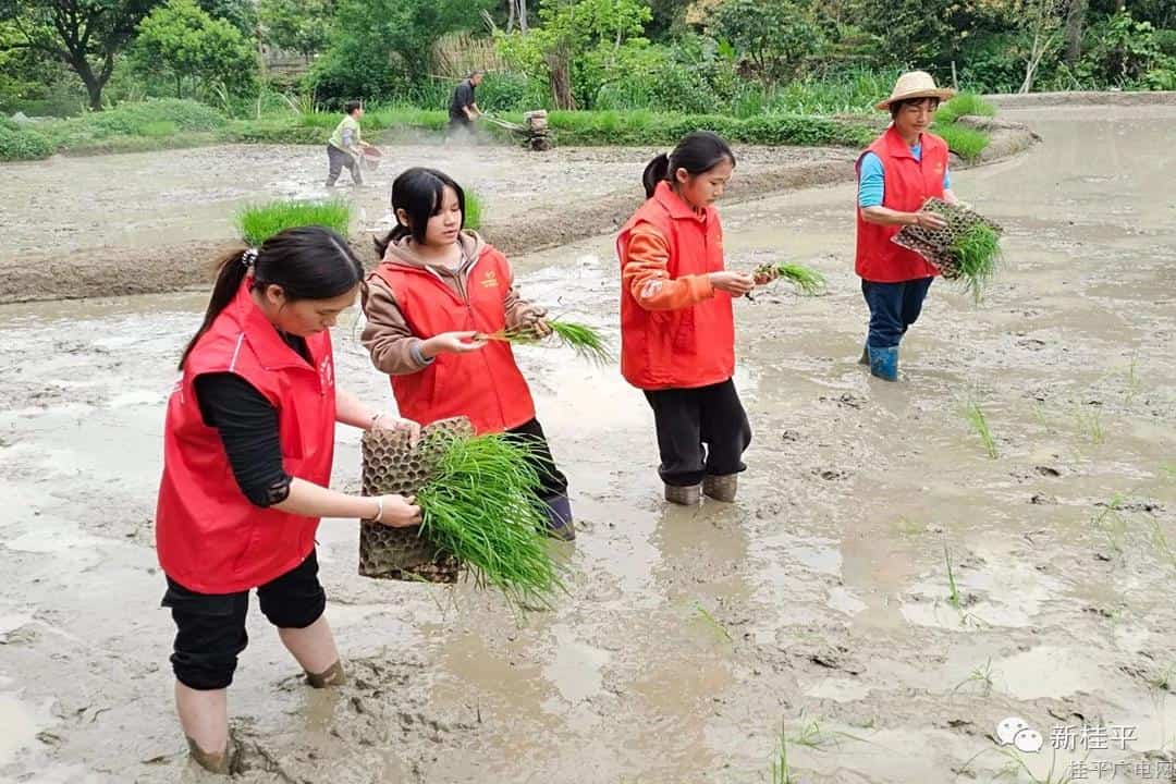 桂平市中沙鎮(zhèn)：又是一年春風(fēng)時 志愿服務(wù)助春耕暖民心