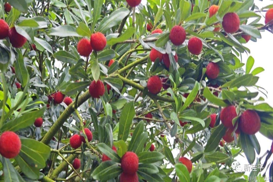 桂平中沙：初夏迎來“梅”好時(shí)光