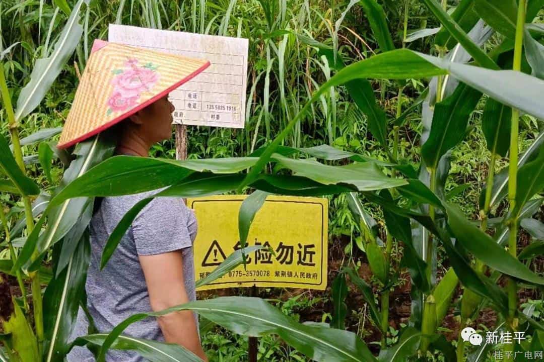 紫荊鎮(zhèn)：黨員干部,、人大代表做表率 助力防汛暖人心