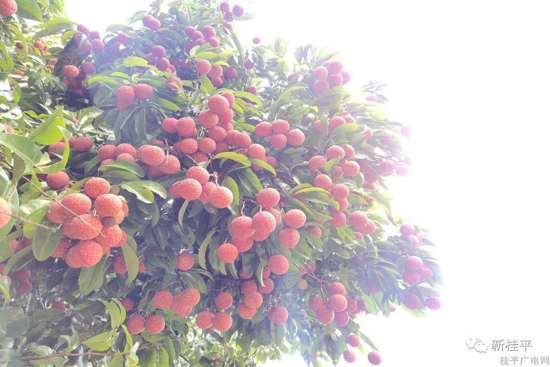荔盡一生 枝為一季——社步美“荔”喜獲大豐收