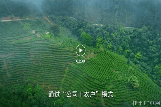 3-05.《有關六堡茶的小故事》系列
