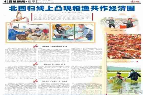 貴港日?qǐng)?bào)專(zhuān)版報(bào)道|桂平：北回歸線上凸現(xiàn)稻漁共作經(jīng)濟(jì)圈