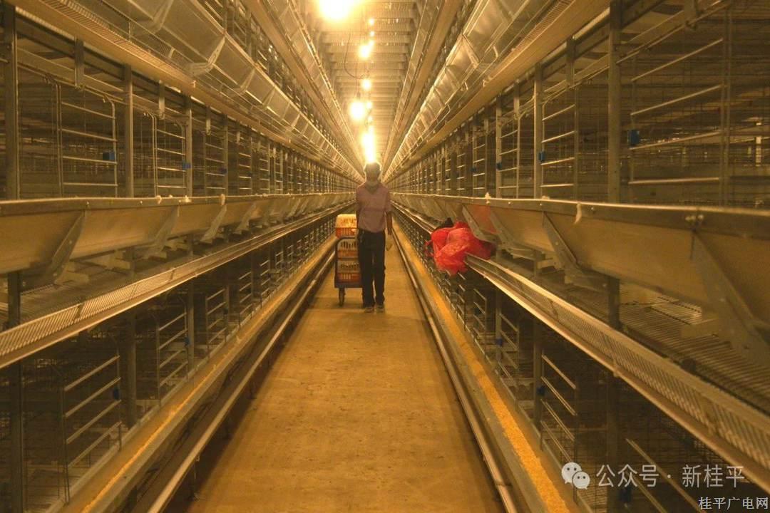 馬皮鄉(xiāng)200萬羽蛋雞項目迎來第二批“新住客”