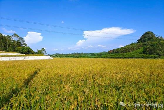白沙鎮(zhèn)：旱改水耕地項目中稻試種獲豐收