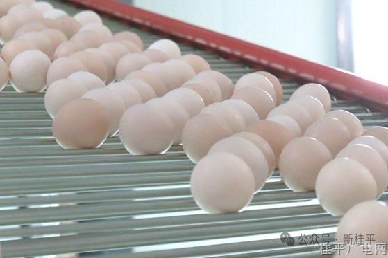 日產(chǎn)蛋8萬多枚,！馬皮鄉(xiāng)200萬羽蛋雞項目首條雞舍進入產(chǎn)蛋期