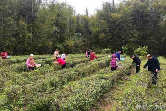 茶香四溢采摘忙 助農(nóng)增收笑開顏