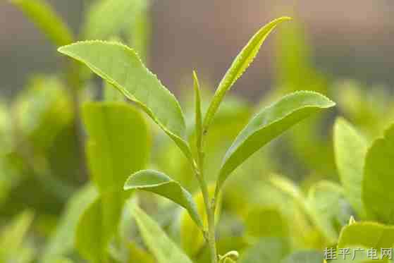 茶里知春味 麻垌千畝春茶開(kāi)采