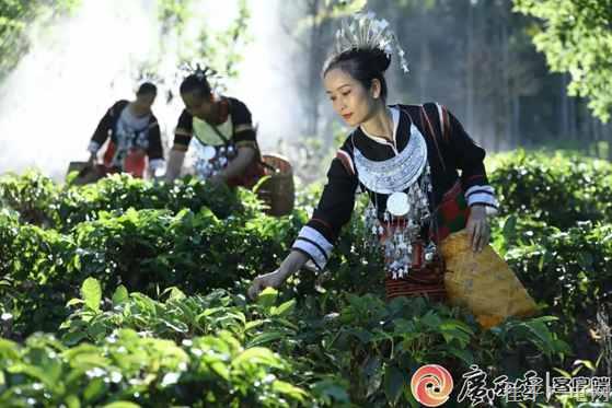 非遺茶會(huì)②| 海南五指山大葉紅茶：色如琥珀香四溢