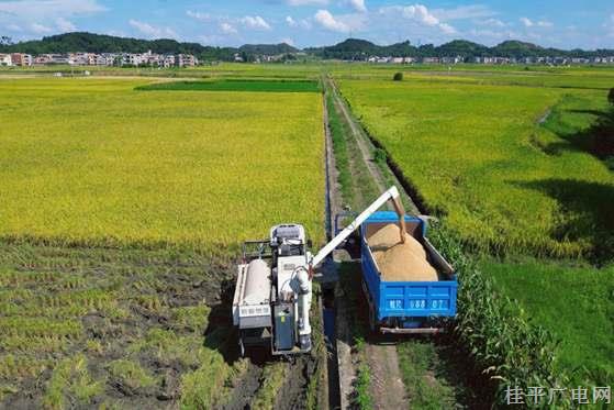 桂平：機(jī)械化助力早稻夏收