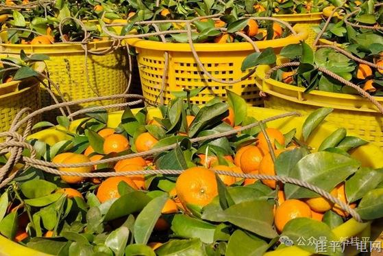 尋旺復(fù)興村：致富砂糖桔 結(jié)出甜蜜好生活