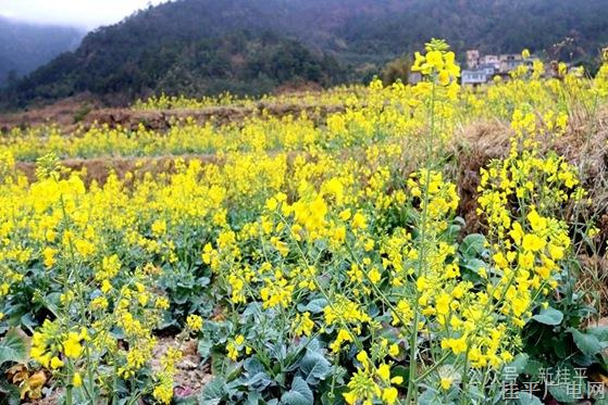桂平佛荔油菜花競相開放 元宵節(jié)是最佳賞花期