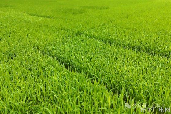 桂平：全市春耕生產(chǎn)全面開展