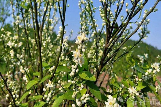 三月柑花香滿圃 藥香四溢富農(nóng)家