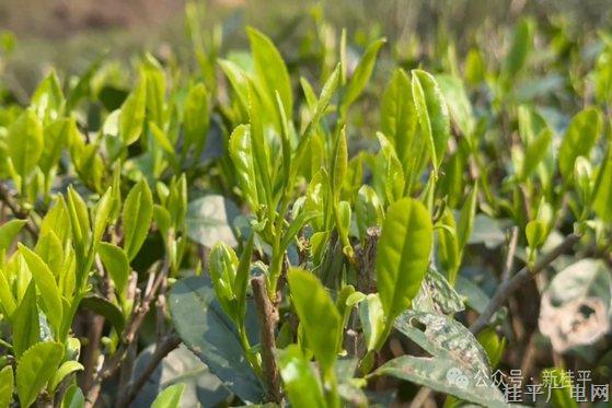 石髓山嵐育仙茗 桂平春茶搶“鮮”開采