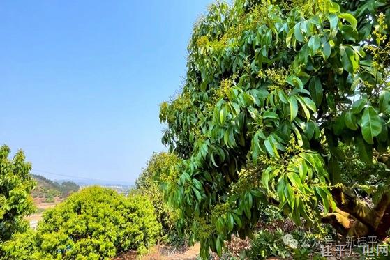 老樹逢春,！油麻鎮(zhèn)荔枝品改保花保果 守護(hù)豐收季