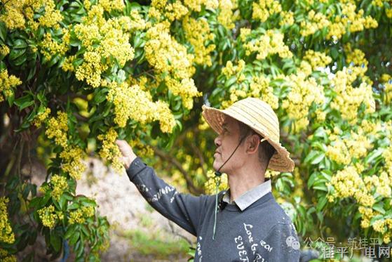 從5000元到1.9萬,！這個(gè)小鎮(zhèn)靠“荔枝魔法”逆襲 農(nóng)民笑開了花,！