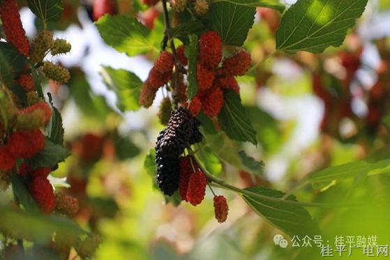 木圭鎮(zhèn)：春滿壓枝“?！碧饾M園 游客盡享“葚”好時(shí)光