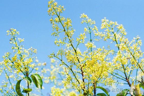 荔枝花開香滿園——麻垌鎮(zhèn)荔枝花盛放美景如畫