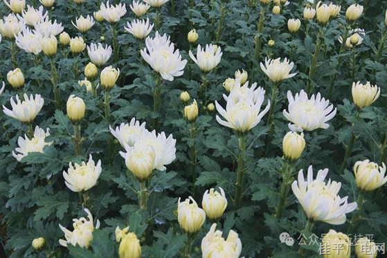 羅播鄉(xiāng)：黨建引領(lǐng)走出“肉鴨+菊花”雙引擎產(chǎn)業(yè)致富路